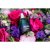 Amor Amor L'Eau 2016 8883  3638